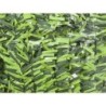 SETO HOJA ANCHA BICOLOR 43 VAR. 2X3