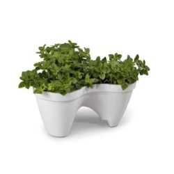 MACETA IVY - WHITE+GREEN -.STD 205565